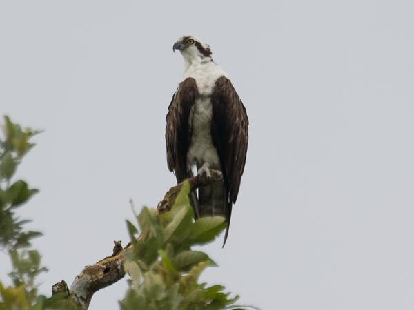<h3><a href="/trips/costa-rica/biota/animalia/chordata/aves/017 accipitriformes/003 pandionidae/pandion haliaetus/pandion haliaetus-nl.html">Pandion&nbsp;haliaetus</a> / Western&nbsp;osprey / Visarend</h3>OM-1 Mark II met M.300mm F4.0 + MC-14, 1/2000 sec  bij F5.6, ISO 4000